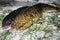 Freshwater fish burbot lota lota
