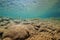 Freshwater fish chub underwater in a rocky river