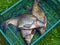 Freshwater fish. Common breams in green box. Three freshwater breams