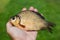Freshwater fish crucian in the hand