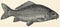The freshwater fish - European carp (Cyprinus carpio).