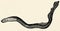 The freshwater fish - European river lamprey (Lampetra fluviatilis).