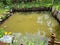 freshwater fish fishing pond. industry