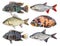 Freshwater fish isolated set