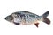 Freshwater fish. Mirror carp isolated over white background with