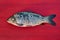 Freshwater fish. Mirror carp on red wooden background. Copy space, top view