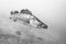 Freshwater fish pike perch Sander lucioperca Underwater