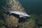 Freshwater fish Siberian Sturgeon, Acipenser baeri in the beautiful clean river. Underwater photography of swimming sturgeon in