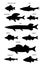 Freshwater fish. Silhouette black illustration collection