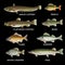 Freshwater fish species