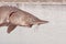 Freshwater fish sterlet against the background of the river.