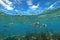 freshwater fish swimming near the lakes surface, reflecting the sky above