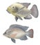 Freshwater fish tilapia