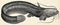 The freshwater fish - wels catfish (Silurus glanis).