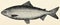 The freshwater fish - whitefish (Coregonus Wartmanni).