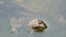 Freshwater frog sitting in water