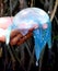 A freshwater jellyfish being held in hand