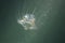 Freshwater jellyfish Craspedacusta sowerbii, Underwater photograph