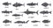 Freshwater and marine silhouette fishes. Fish vintage silhouettes, catfish halibut tilapia salmon mackerel tuna bass