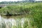 A freshwater marsh with an empty walkway in Wilmington, Delaware