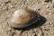 A freshwater mussel species found on the shore of a reservoir after lowering the water level