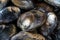 Freshwater mussels Margaritifera