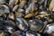 Freshwater mussels Margaritifera