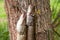 Freshwater Northern pike fish know as Esox Lucius on fish stringer and fishing equipment. Fishing concept, good catch - big