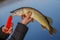 Freshwater Northern pike fish know as Esox Lucius . Fishing concept, good catch - big freshwater pike fish. Pike head with bait