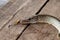 Freshwater Northern pike fish know as Esox Lucius with lure in mouth lying on vintage wooden background. Fishing concept, good