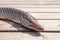 Freshwater Northern pike fish know as Esox Lucius lying on vintage wooden background. Fishing concept, trophy catch - big