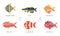 Freshwater and Ocean Fishes Collection, Angelfish, Pike, Goldfish, Mullet, Clownfish, Rockfish Vector Illustration