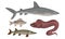 Freshwater and Ocean Fishes Collection, Commercial Fish Species Vector Illustration