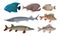 Freshwater and Ocean Fishes Set, Commercial Fish Species Vector Illustration