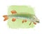 Freshwater pike fish color drawing