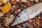 Freshwater pike fish. Freshwater pike fish on yellow leaves at autumn time