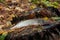 Freshwater pike fish lies on a wooden hemp.