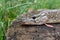 Freshwater pike fish lies on a wooden hemp.