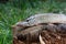 Freshwater pike fish lies on a wooden hemp.