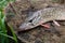 Freshwater pike fish lies on a wooden hemp.