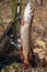 Freshwater pike fish. Two freshwater pike fish on fish stringer and fishing rod with reel on natural background