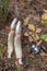 Freshwater pike fish. Two freshwater pike fish on fish stringer and fishing rod with reel on yellow leaves at autumn time