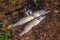 Freshwater pike fish. Two Freshwater pikes fish lies on keep net and fishing rod with reel