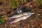 Freshwater pike fish. Two Freshwater pikes fish lies on keep net and fishing rod with reel