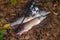 Freshwater pike fish. Two Freshwater pikes fish lies on keep net and fishing rod with reel