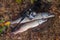 Freshwater pike fish. Two Freshwater pikes fish lies on keep net and fishing rod with reel