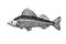 Freshwater pike-perch with spiny fin, commercial fish, delicious food, for fishing emblem, logo