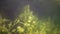 Freshwater plants underwater in a granite quarry near the Southern Bug River