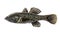 Freshwater predatory fish rotan, isolated Perccottus glenii, Amur Sleeper, side view