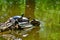 Freshwater red-eared turtle or yellow-bellied turtle.